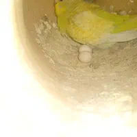 مرغ عشق بالغ کارکرده