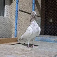 کبوتر پاکستانی پتی واله