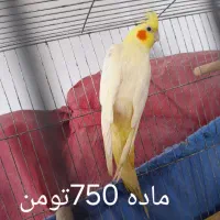 عروس هلندی|پرنده|لنگرود, |دیوار