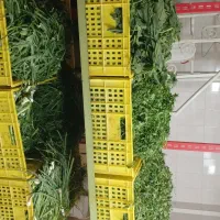 نیازمند نیروی خانم جهت فروشندگی سبزی