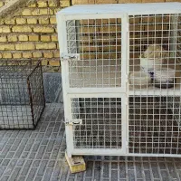 فروش2عددقفس آهنی تازه ساخت|لوازم جانبی حیوانات|اصفهان, خوراسگان|دیوار