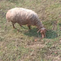 گوسفند|حیوانات مزرعه|سیاهکل, |دیوار