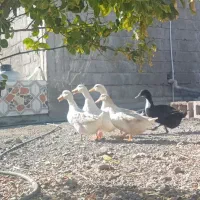 اردک تخم گذار|حیوانات مزرعه|توکهور, |دیوار