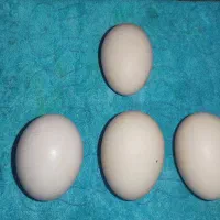 تخم مرغ نطفه دار نژاد برهما