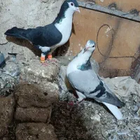 سه لنگ کفتر شهرستان