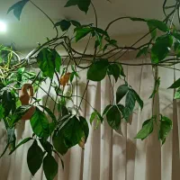 گل کله گرگی|گل و گیاه طبیعی|مشهد, میعاد (شهرک غرب)|دیوار