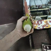 گرینچیک آناناسی دبل رد|پرنده|بندر انزلی, سامانسر|دیوار