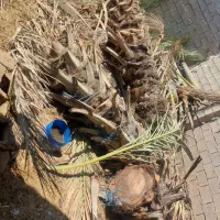 قطع نخل بریدن نخل درخت هرس نخل سمپاشی تقویتی