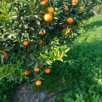 نیازمند۲۰نیروی کار خانم