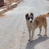 یک سگ جوان گله ای ونگهبان باقیمت مناسب