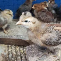 جوجه مرغ محلی