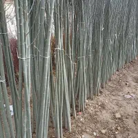 انواع نهال مثمرو غیر