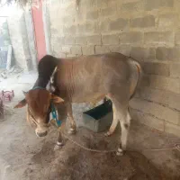 فروشی|حیوانات مزرعه|بمانی, |دیوار