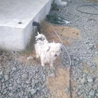 پاکوتاه نگهبان ماده|سگ|زنجان, |دیوار