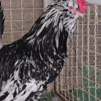 خروس گلین چهل تاج مشکی خال سوزنی|حیوانات مزرعه|تهران, پاسداران|دیوار