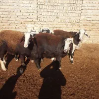 سلام ۳راس بره قوچی خوشکل