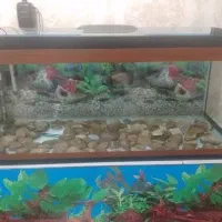 فروش اکواریوم با تمام‌وسایل