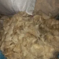 پشم برّه سفید یکانات (گوزم)