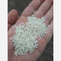 برنج حسن سرائی اصل گیلان