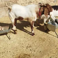 دوبور پاکستانی|حیوانات مزرعه|شهرضا, |دیوار