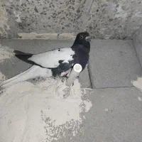 کبوتر رنگه حراج