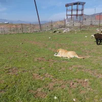 واگذاری سگ نگهبان