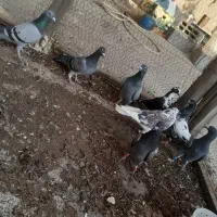کبوتر پلاکی و پروازی
