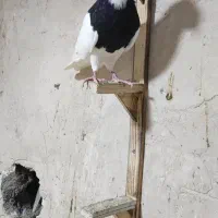 پشت.طوقی..زرد|پرنده|مشهد, هفت تیر (نه دره)|دیوار