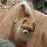 سگ پامر|سگ|سبزوار, اسلام آباد|دیوار