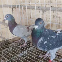 کبوتر جفتی|پرنده|شیراز, گویم|دیوار