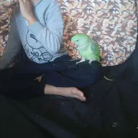 جوجه شاه طوطی دست آموز و اهلی ۳ماهه|پرنده|نقده, |دیوار