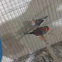 فنج کینگ یک جفت