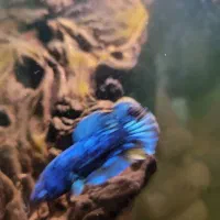 فایتر ماده|ماهی|تهران, منیریه|دیوار