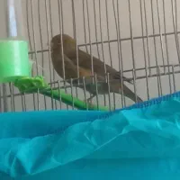 فروش قناری نر