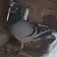 ‌کفتر پرشی و جفتگاه به زمانت ّ