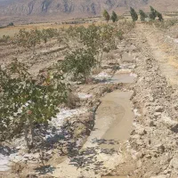 فروش و تهاتر باغ پسته اقساط