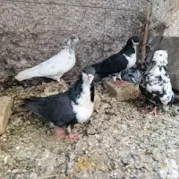 کفتر ، کبوتر