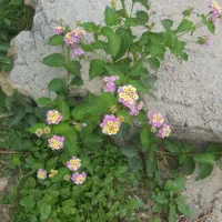 گل شاه پسند