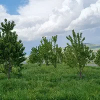 یک هکتار باغ