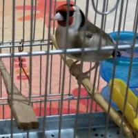 سهره سرسیاه