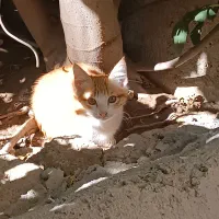 واگذاری گربه خانگی