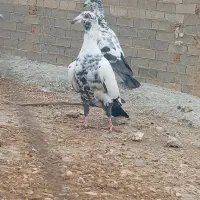 کفتر کبوتر جوجه گلی