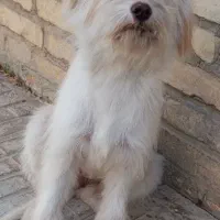 پاپی با ادب