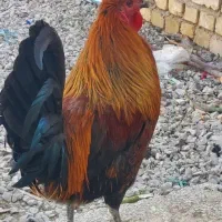 تخم مرغ نطفه دار لری اصیل عشایری