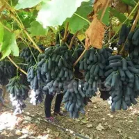 طرح حمایتی برای تمامی کشاورزان و باغداران