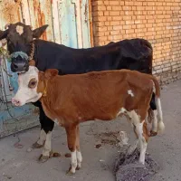 گاو گوساله