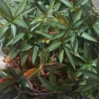 گل بادوام آپارتمانی