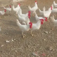 فروش خروس تقریباً ۴ یا ۵ ماهه