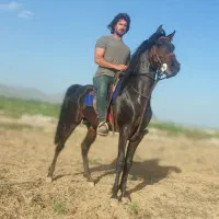 نریان کرد سه سال و نیم