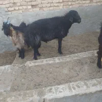 گوسفند|حیوانات مزرعه|رحمتآباد, |دیوار